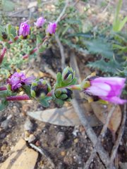 Lampranthus leptaleon