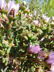 Lampranthus leptaleon