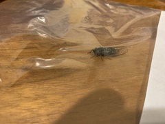 Atrapsalta encaustica