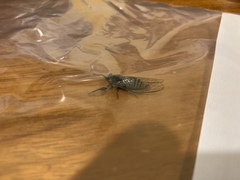 Atrapsalta encaustica