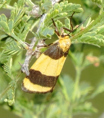 Eudesmia arida