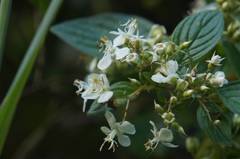 Heterocentron subtriplinervium