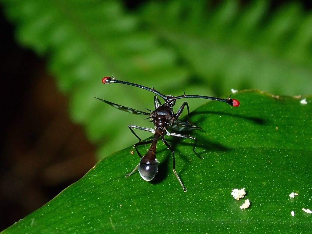 Teleopsis pharao