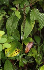 Peristylus plantagineus