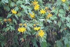 Tithonia diversifolia