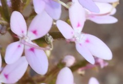 Stylidium crassifolium
