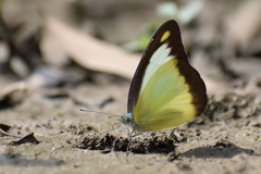 Appias lyncida eleonora