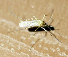 Culex pipiens