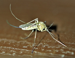 Culex pipiens