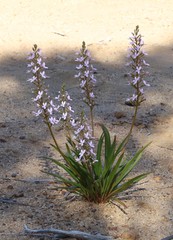 Stylidium crassifolium
