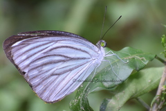 Pareronia avatar