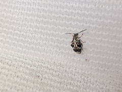 Bruchidius bimaculatus