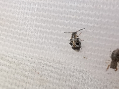 Bruchidius bimaculatus