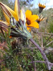 Gazania ciliaris