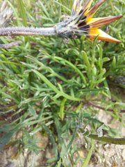 Gazania ciliaris