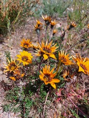 Gazania ciliaris