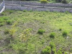 Ailanthus altissima