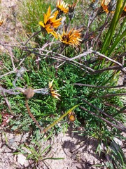 Gazania ciliaris