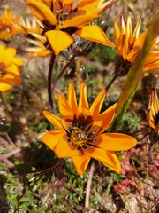 Gazania ciliaris