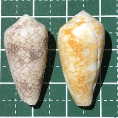 Conus omaria image