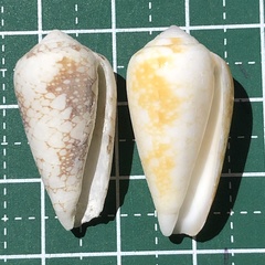 Conus omaria