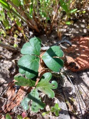 Pelargonium ternifolium