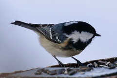 Periparus ater