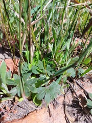 Pelargonium ternifolium