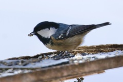 Periparus ater