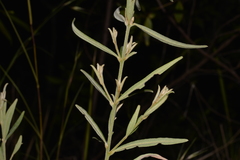 Oxylobium robustum