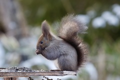 Sciurus vulgaris orientis