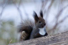 Sciurus vulgaris orientis