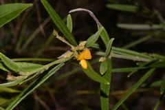 Oxylobium robustum