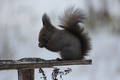Sciurus vulgaris orientis