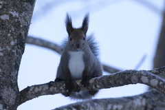 Sciurus vulgaris orientis
