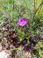 Lampranthus debilis
