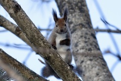 Sciurus vulgaris orientis