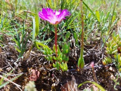 Lampranthus debilis
