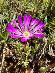 Lampranthus debilis