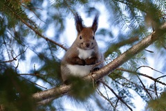 Sciurus vulgaris orientis
