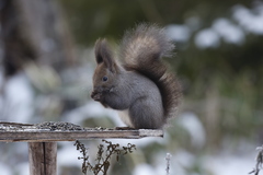 Sciurus vulgaris orientis