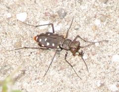Cicindela sedecimpunctata