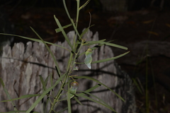 Acacia suaveolens