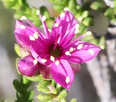 Homalocalyx thryptomenoides