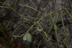 Acacia suaveolens
