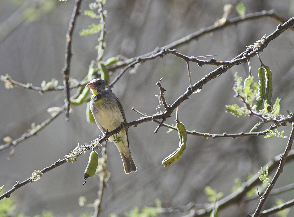 Salvadori's Seedeater