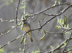 Salvadori's Seedeater photo 1