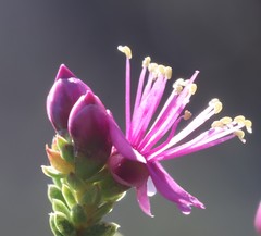 Homalocalyx thryptomenoides