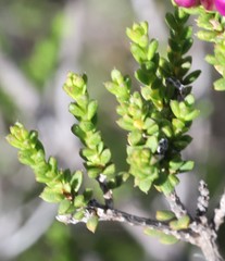 Homalocalyx thryptomenoides