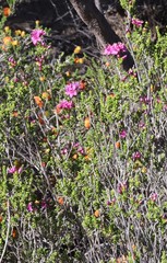 Homalocalyx thryptomenoides